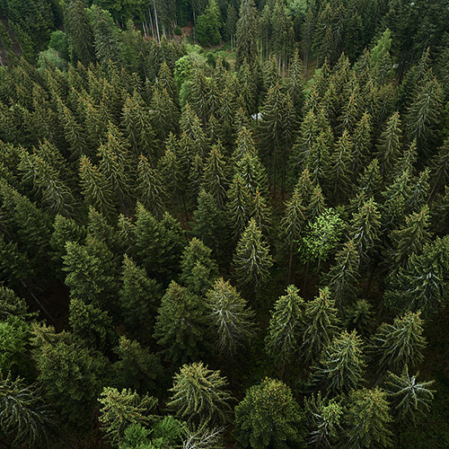 View from above on Black Forest firs in summer