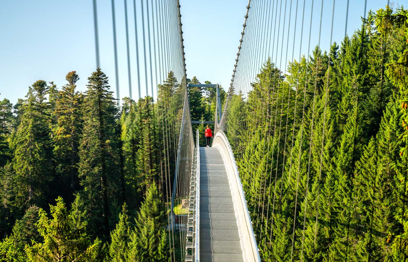 wildline-events-höhenangst-veranstaltung WILDLINE Hängebrücke im Schwarzwald mit Bäumen im Hintergrund