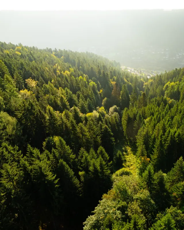 Letzte Chance auf goldene Herbstmomente: Die WILDLINE bleibt noch bis Ende Oktober im Sommermodus! 🍂😎

Sichere dir dein Glücksgefühl zwischen bunten Baumkronen und genieße die Ruhe des Nordschwarzwaldes, bevor der Winterbetrieb startet. Ab November erwarten dich magische Nebelschwaden und frische Waldluft – täglich von 9 bis 16:30 Uhr offen! Tickets bekommst du direkt vor Ort oder ganz easy online. 🏞️🌬️

Welcher Moment auf der WILDLINE ist für dich pure Abenteuerlust? Teile deine Erfahrungen mit uns! 💬✨

👉🏼👉🏼👉🏼 Hier Tickets für die WILDLINE bestellen: https://wildline.de/tickets ODER schaue dir den Link in der Bio an.

#WILDLINE #BadWildbad #HerbstAbenteuer #Winterbetrieb #Hängebrücke #Schwarzwald #Brückenerlebnis