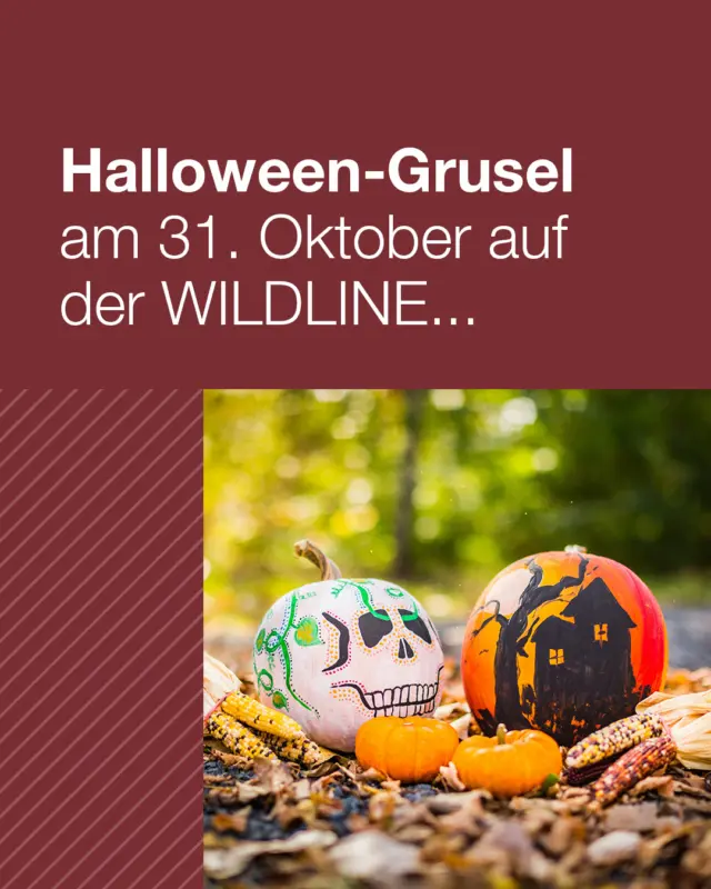 Gruselig-schönes Abenteuer auf der WILDLINE: Halloween am 31. Oktober erleben!
Am Freitag von 10 bis 16 Uhr erwarten dich süße und schaurige Überraschungen in unserem Besucherzentrum. Ob kleine Geister, große Vampire oder mutige Abenteurer – stärke dich für den Nervenkitzel auf der luftigen Hängebrücke und genieße das einmalige Naturerlebnis. 

Bist du bereit für ein Halloween-Abenteuer der besonderen Art? Komm vorbei und teile deine gruseligsten Momente mit uns! 🎃👻🌉

#WILDLINE #HalloweenAbenteuer #Hängebrücke #BadWildbad #Nervenkitzel