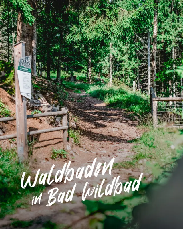 Waldbaden next level in Bad Wildbad: Atme tief ein, hör dem Wald zu, fühl das Moos unter den Schuhen. Danach über die WILDLINE und den Blick schweifen lassen – Glücksgefühl auf Anschlag. Der Schwarzwald zeigt heute seine sanfte, starke Seite. Ready fürs Abenteuer im Grünen? 🌿🧭🌤️🌉💫🍃