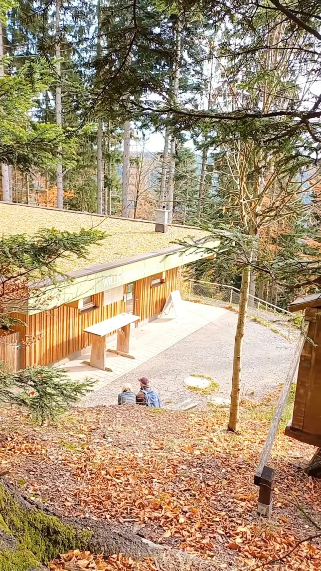 Bunte Blätter, Schwarzwald im Weitblick – auf der WILDLINE wird Herbst zum Abenteuer. Reel starten, Nervenkitzel und Glücksgefühl inklusive. "Das musst du erleben!" 🍁🌲🍂🌉✨🔥😍