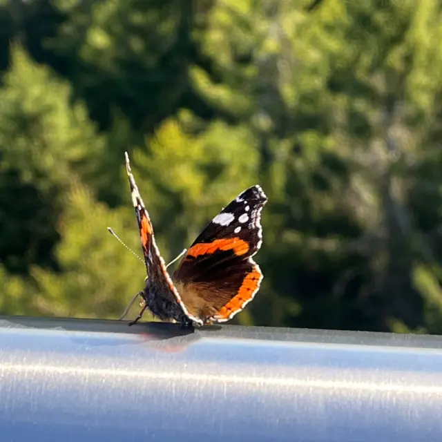 Beste Wetteraussichten für das Wochenende ☀️

Raus in die Natur und den Frühling spüren! Entdecke die ersten Frühlingsboten auf deinem Weg durch den Wald und genieße blauen Himmel und Sonnenschein! 🌸

Spüre das Kribbeln im Bauch bei deinen ersten Schritten auf der WILDINE und lass dich von der Aussicht beeindrucken. Vielleicht kannst du auch den einen oder anderen wilden Gast entdecken 🦋🐇

👉👉 Hier bereits Tickets online bestellen: https://wildline.de/ueber-die-bruecke/eintrittspreise-und-tickets/

 #sonnetanken☀️ #aussicht #fruhling #abendteuerlust