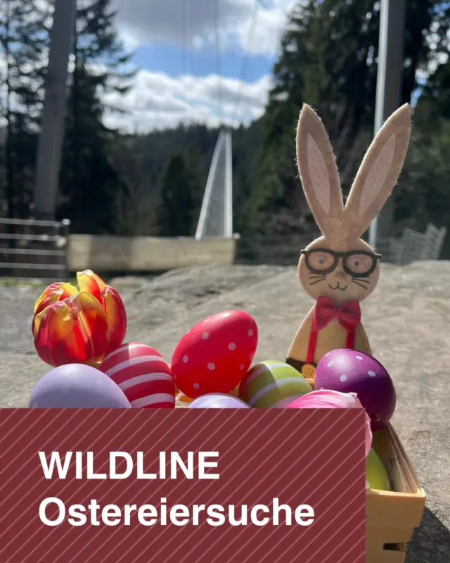 Bunt und spannend wird Ostern an der WILDLINE! 🐇

Ihr könnt am Ostersonntag und Ostermontag auf eine aufregende Ostereiersuche an der Hängebrücke gehen. Für Groß und Klein gibt es jede Menge bunte Eier zu entdecken – und das Beste: Jedes gefundene Ei wird im Besucherzentrum gegen eine süße Nascherei eingetauscht. 🐣

Die Ostereiersuche findet an beiden Tagen jeweils von 10 bis 16 Uhr statt. Kommt vorbei und erlebt an der Hängebrücke zu Ostern Abenteuer und Aussicht!

 #Ostern #wildline #überraschung #ostereiersuche