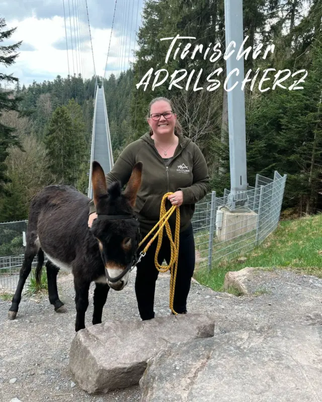So sehr wir die Idee der beiden WILDLINE Esel lieben war es doch ein Aprilscherz 🫏 🌲

Die Grünpflege rund um die WILDLINE wird selbstverständlich weiterhin von unseren fleißigen Mitarbeitern übernommen. Die beiden Esel durften wir im vergangenen Jahr bei einer Eselwanderung mit ihrem Besitzern bei uns begrüßen und wurden von diesen auch wieder mit in ihr zu Hause genommen. 🫏 🩶

 #aprilscherze #april #wildline #aprilsfool #dasmusstduerleben