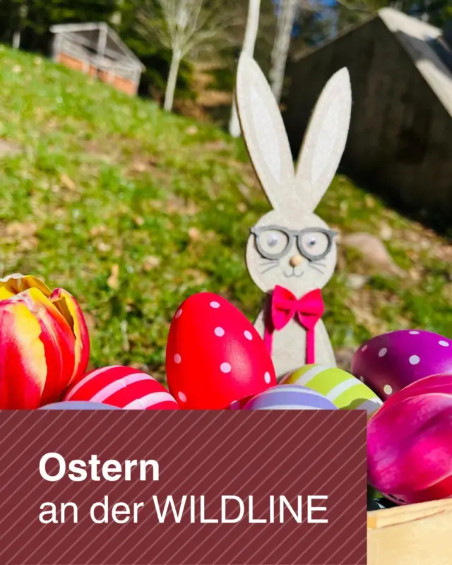 Der Osterhase kommt zur WILDLINE🐰🌸

und versteckt viele bunter Eier für euch. Macht euch auf die Suche und bringt die gefundenen Ostereier in unser Besucherzentrum. Hier könnt ihr die Ostereier gegen eine schokoladige Nascherei eintauschen. 🐣🍬

Findest du alle bunten Ostereier? 🐰

👉 Unser Besucherzentrum ist auch an den Feiertagen von 10-16 Uhr für euch geöffnet. Die Hängebrücke ist von 9-19:30 Uhr geöffnet, letzter Einlass 19 Uhr. 

👉Sichere dir jetzt schon dein Ticket online: https://wildline.de/ueber-die-bruecke/eintrittspreise-und-tickets/

 #ostern #ostereiersuche #wildline #abenteuer #suche