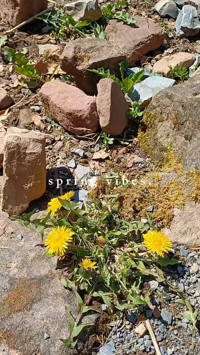 Frühlingsgefühle auf der WILDLINE ☀️ 

#wildline #frühling #abenteuer #sonne