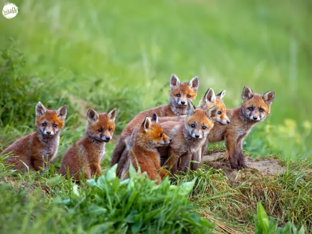 Wusstest du, dass Wildtiere wahrnehmen können, ob dein Hund angeleint ist oder frei läuft? 

Für viele Tiere wirkt ein freilaufender Hund wie ein möglicher Angreifer. Das erhöht ihren Stress deutlich und führt oft zu einer Flucht – manchmal über mehrere Kilometer. Besonders heikel ist das in sensiblen Bereichen wie Nist- oder Futterplätzen oder für Tiereltern mit ihren Jungen. Werden sie dort gestört, kann das dazu führen, dass sie ihre Nester oder Höhlen verlassen. Die Jungtiere haben dann weniger Überlebenschancen.

Indem du deinen Hund anleinst, schützt du nicht nur die Wildtiere, sondern sorgst auch für ein entspanntes Miteinander im Wald.

@bewusstwild - eine Initiative für den bewussten Umgang mit Wildtieren und ihrem Lebensraum. 

 #nature #waldtiere #bewusstwild #waldliebe #naturschützen