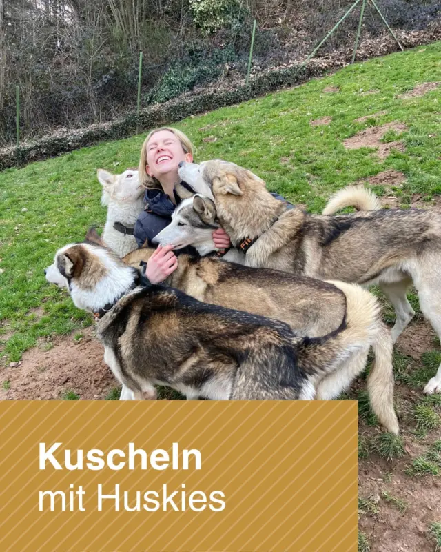 Du liebst Hunde? Dann haben wir heute einen wunderbaren Erlebnistipp für dich. 

Bei @huskymania_blackforest hast du die Möglichkeit dich mitten in das Husky-Rudel zu begeben und mit allen Hunden zu kuscheln. Sei nicht nur dabei sondern mittendrin. Umgeben von Huskies, die dich beschnuppern und voller Lebensfreude begrüßen. 

Ein einzigartiges Erlebnis, das Herzklopfen, Gänsehaut und pure Freude auslöst – intensiv, nah und unvergesslich. Die Huskies sind sensibel, verspielt und unglaublich menschenbezogen. Jede Begegnung ist ein echtes Highlight und bleibt lange in Erinnerung.

Hinweis: in Verbindung mit einem WILDLINE Ticket erhältst du einen Rabatt beim Huskykuscheln. 

Mehr Infos unter: https://huskymania-blackforest.de/ 

📷 Stefanie Bott

 #erlebnisse #husky #huskylove #nordschwarzwald #badwildbad #badwildbadimschwarzwald