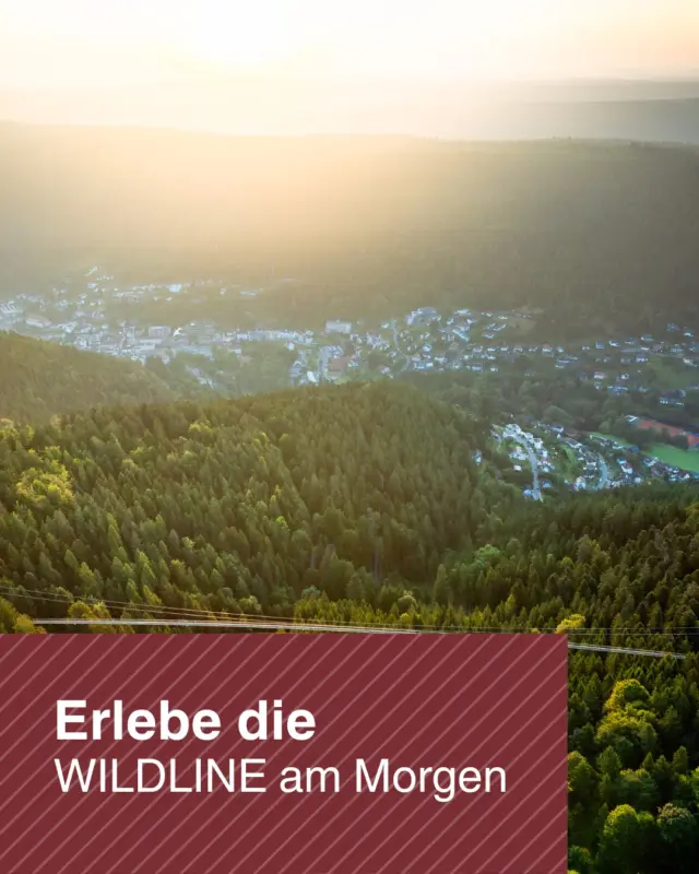 🌅 WILDLINE am Morgen 

Erlebe die WILDLINE Hängebrücke am Morgen, noch bevor die ersten Besucher eintreffen. Früh morgens, wenn der Wald noch ruhig ist, herrscht eine ganz besondere Atmosphäre. Mit einem frischen Kaffee startest du fast alleine auf die Hängebrücke und kannst einen besonderen Blick ins Tal werfen. Wenn die Sonne aufgeht und die Bäume unter dir in ein warmes Licht taucht und um dich herum die Vögel zwitschern - ein Erlebnis der unvergesslichen Art. ☀🐦

☕ Freut euch auf:
🥨 Frischen Kaffee & Butterbrezel am Besucherzentrum
🌿 Spannende Einblicke und Hintergrundwissen rund um die WILDLINE
🌉 Eine exklusive Überquerung der Hängebrücke vor allen anderen Gästen
✨ Atemberaubende Ausblicke, Nervenkitzel und die morgendliche Ruhe des Nordschwarzwaldes

🥾 Termin: 15.08.2026, 7-9 Uhr 
📅 Anmeldeschluss: 10.08.2026
💶 Preis: 15,00 € pro Person
📧 Anmeldung per E-Mail an: willkommen@wildline.de
📍 Treffpunkt: Besucherzentrum, Heermannsweg 100, 75323 Bad Wildbad

Sichert euch euren Platz und erlebt einen unvergesslichen Morgen über den Bäumen des Nordschwarzwaldes! 🌄

#WILDLINE #BadWildbad #Nordschwarzwald #Hängebrücke #Morgenfrische #Naturgenuss #Ausblick #Schwarzwald #Erlebnis #Sonnenaufgang #VisitBlackForest