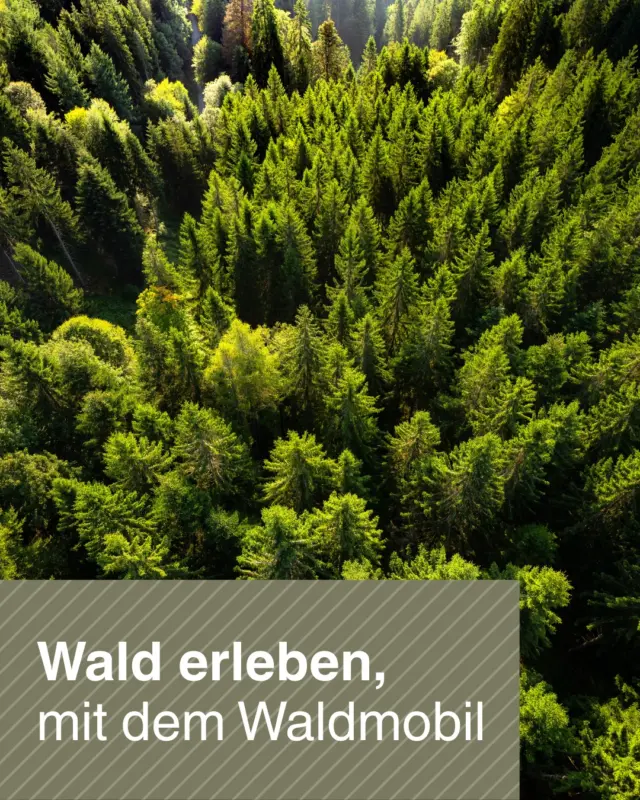 🌲🐾 Familientag an der WILDLINE am 12.09.2026 🐾🌲

Natur entdecken, den Wald mit allen Sinnen erleben und gemeinsam auf Abenteuer gehen!

Von 11:00 bis 16:00 Uhr erwartet euch am Familientag ein abwechslungsreiches Programm für Groß und Klein. Mit dabei ist das Waldmobil der Schutzgemeinschaft Deutscher Wald, Landesverband Baden-Württemberg e. V.. Hier dreht sich alles um die faszinierende Welt des Waldes: spannende Mitmachspiele, kreatives Basteln und jede Menge Wissenswertes rund um Natur, Tiere und unsere heimischen Wälder.

🌿 Den Wald erleben und verstehen
 🎨 Kreative Bastelaktionen für Kinder
 🌳 Spannende Entdeckungen rund um die Natur
 👨‍👩‍👧‍👦 Ein Erlebnis für die ganze Familie

Und natürlich darf das Abenteuer nicht fehlen: Im Anschluss wartet die Überquerung der WILDLINE Hängebrücke auf euch. Aus luftiger Höhe könnt ihr die Schönheit des Schwarzwaldes aus einer ganz neuen Perspektive bestaunen und den Wald einmal von oben erleben.

🍦 Für die kleine Pause zwischendurch gibt es im Besucherzentrum erfrischende Getränke und leckeres Eis.

Wir freuen uns auf viele kleine und große Entdecker!

#WILDLINE #Familientag #Schwarzwald #Waldmobil #NaturErleben #Familienausflug #Mitmachprogramm #SchutzgemeinschaftDeutscherWald #BadWildbad #Ausflugstipp #Familienzeit #WaldErleben #Hängebrücke #Schwarzwaldliebe 🌲✨