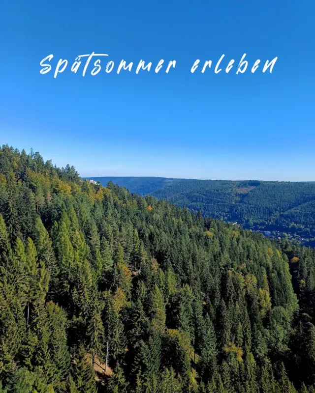 ☀️ Der Spätsommer gibt noch einmal alles!

Das Wochenende bringt Sonne satt, strahlend blauen Himmel und angenehm warme Temperaturen. Genau die richtige Zeit, um rauszugehen, tief durchzuatmen und die Natur in ihrer ganzen Schönheit zu genießen.

Lass den Alltag hinter Dir und spüre schon bei den ersten Schritten auf der WILDLINE dieses besondere Kribbeln im Bauch. Erlebe das Gefühl von Freiheit, während Du scheinbar schwerelos 60 Meter über dem Waldboden schwebst. Spüre das leichte Schwanken der Brücke unter Deinen Füßen und genieße den einzigartigen Blick über die unendlichen Wälder des Schwarzwalds.

Während die Sonne noch einmal ihre ganze Kraft entfaltet, zeigt sich zwischen den Baumwipfeln bereits der erste Hauch von Herbst. Die ersten Farbtupfer leuchten zwischen den grünen Nadelbäumen hervor und kündigen die nächste faszinierende Jahreszeit an.

🍂☀️ Ein Moment zwischen Sommer und Herbst.
 Ein Gefühl, das bleibt.
 Ein Erlebnis, das Du nicht vergisst.

📍 WILDLINE Bad Wildbad
 ✨ Das musst Du erleben.

#wildline #badwildbad #schwarzwald #spätsommer #goldenerherbst #naturgenuss #freiheitspüren #auszeit #schwarzwaldliebe #wochenendtrip #dasmusstduerleben #wanderlust #visitblackforest #herbstgefühle #sommermomente