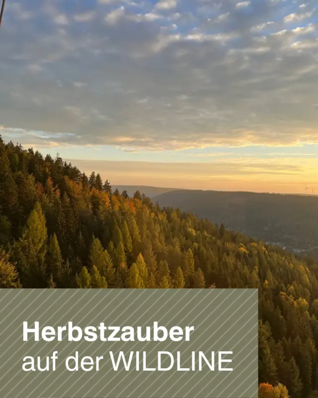 🍂🍁 Willkommen, Oktober! 🍁🍂

Der Herbst hält langsam Einzug im Schwarzwald. Zwischen den Nadelbäumen leuchten die ersten Laubbäume in warmen Gelb-, Orange- und Rottönen und setzen bunte Akzente in die Landschaft.

Die Temperaturen werden frischer, Wolken ziehen über den Himmel und manchmal sorgt ein Regenschauer für eine ganz besondere Atmosphäre. Der Wald verändert sich Tag für Tag, wirkt mal farbenfroh und lebendig, mal geheimnisvoll und mystisch.

Von der WILDLINE aus erlebt ihr diesen Wandel aus einer ganz neuen Perspektive. Hoch über den Baumkronen eröffnet sich ein einzigartiger Blick auf den herbstlichen Schwarzwald. Atmet die frische Herbstluft, entdeckt die Farben des Waldes und lasst euch auf ein kleines Abenteuer ein.

🍂 Der Herbst zeigt sich von seiner schönsten Seite. Kommt vorbei und erlebt ihn mit uns!

👉 sichere dir jetzt schon dein Ticket online: https://wildline.de/ueber-die-bruecke/eintrittspreise-und-tickets/

#WILDLINE #BadWildbad #HerbstImSchwarzwald #GoldenerOktober #Ausflugsziel #NaturErleben #Herbstzauber #SchwarzwaldLiebe #Wandern #AbenteuerVorDerHaustür #Herbstfarben #AuszeitInDerNatur 🍁✨