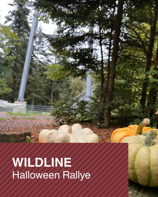 Bald wird es geheimnisvoll auf dem Sommerberg! Kurz vor Halloween ist Hexe Walpurga Winterkraut ein Missgeschick passiert: Beim Flug über die WILDLINE wurde ihr Kessel von einer Windböe erfasst und die wichtigsten Zutaten für ihren Herbst-Zaubertrank verteilten sich im Wald. 🍂✨

Nun braucht Walpurga eure Hilfe! Macht euch auf die Suche nach den verlorenen Zutaten, löst spannende Rätsel an 9 Stationen und sammelt Zauberbuchstaben. Schafft ihr es, das geheime Lösungswort zu entschlüsseln und den Zaubertrank rechtzeitig vor Halloween zu retten?

Freut euch auf einen herbstlichen Familienausflug mit Rätselspaß, Bewegung in der Natur und einer spannenden Mission rund um die WILDLINE. 🎃🍁

📅 31.10.2026 & 01.11.2026 / 10-15 Uhr 
 📍 hole dir deine Spielunterlagen in unserem Besucherzentrum
 🔍 9 Rätselstationen entlang des Rallyewegs
 🎁 Kleine Belohnung für erfolgreiche Zauberlehrlinge im Besucherzentrum

Seid ihr bereit, Hexe Walpurga zu helfen? 🧙‍♀️✨

#WILDLINE #BadWildbad #HalloweenRallye #Herbstferien #Familienausflug #Schwarzwald #AusflugMitKindern #HalloweenImSchwarzwald #Rätselspaß