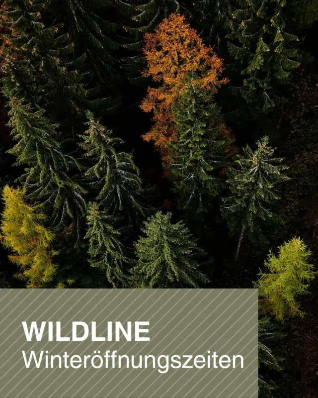 🍂❄️ Der Winter steht vor der Tür und mit ihm unsere Winteröffnungszeiten!

Ab dem 01. November gelten bei der WILDLINE unsere Winteröffnungszeiten. Jetzt beginnt die Zeit für entspannte Spaziergänge, winterliche Ausblicke und besondere Momente hoch über dem Schwarzwald.

🕘 WILDLINE täglich geöffnet: 9:00 bis 16:30 Uhr
 ⏰ Letzter Einlass: 16:00 Uhr

🏠 Besucherzentrum: Dienstag bis Freitag 11:00 bis 15:00 Uhr, Samstag und Sonntag 10:00 bis 15:00 Uhr. Montags bleibt das Besucherzentrum geschlossen

🎟 Tickets für die WILDLINE erhaltet ihr jederzeit bequem an den Automaten vor Ort.

💡 Unser Tipp: Nutzt das beliebte Kombi-Ticket aus Bergbahn & WILDLINE. Erhältlich an der Talstation der Sommerbergbahn.

Wir freuen uns auf euren Winterbesuch! ✨

#wildline #badwildbad #nordschwarzwald #winterimschwarzwald #ausflugstipp #naturerleben #schwarzwaldliebe
